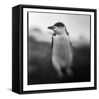 Antarctica, Deception Island, Chinstrap Penguin.-Paul Souders-Framed Stretched Canvas