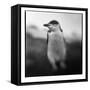 Antarctica, Deception Island, Chinstrap Penguin.-Paul Souders-Framed Stretched Canvas