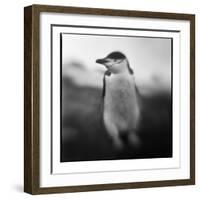 Antarctica, Deception Island, Chinstrap Penguin.-Paul Souders-Framed Photographic Print