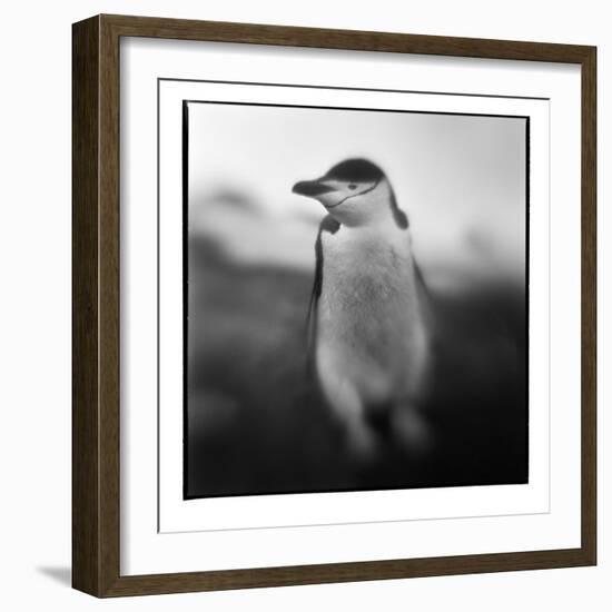 Antarctica, Deception Island, Chinstrap Penguin.-Paul Souders-Framed Photographic Print