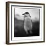 Antarctica, Deception Island, Chinstrap Penguin.-Paul Souders-Framed Photographic Print