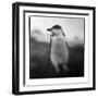 Antarctica, Deception Island, Chinstrap Penguin.-Paul Souders-Framed Photographic Print