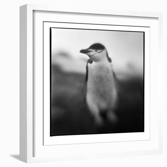 Antarctica, Deception Island, Chinstrap Penguin.-Paul Souders-Framed Photographic Print