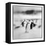 Antarctica, Deception Island, Chinstrap Penguins standing on a slope.-Paul Souders-Framed Stretched Canvas