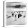 Antarctica, Deception Island, Chinstrap Penguins standing on a slope.-Paul Souders-Stretched Canvas