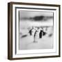 Antarctica, Deception Island, Chinstrap Penguins standing on a slope.-Paul Souders-Framed Photographic Print