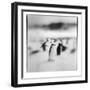 Antarctica, Deception Island, Chinstrap Penguins standing on a slope.-Paul Souders-Framed Photographic Print