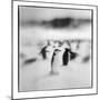 Antarctica, Deception Island, Chinstrap Penguins standing on a slope.-Paul Souders-Mounted Photographic Print