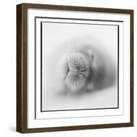 Antarctica, Deception Island, Weddell Seal resting on a beach.-Paul Souders-Framed Photographic Print