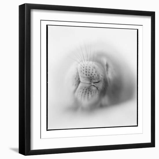 Antarctica, Deception Island, Weddell Seal resting on a beach.-Paul Souders-Framed Photographic Print