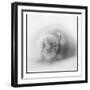 Antarctica, Deception Island, Weddell Seal resting on a beach.-Paul Souders-Framed Photographic Print