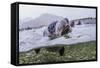 Antarctica Fur Seal Pup (Arctocephalus Gazella), South Georgia, Polar Regions-Michael Nolan-Framed Stretched Canvas