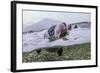 Antarctica Fur Seal Pup (Arctocephalus Gazella), South Georgia, Polar Regions-Michael Nolan-Framed Photographic Print