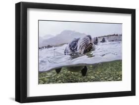 Antarctica Fur Seal Pup (Arctocephalus Gazella), South Georgia, Polar Regions-Michael Nolan-Framed Photographic Print