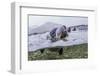 Antarctica Fur Seal Pup (Arctocephalus Gazella), South Georgia, Polar Regions-Michael Nolan-Framed Photographic Print