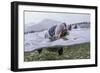 Antarctica Fur Seal Pup (Arctocephalus Gazella), South Georgia, Polar Regions-Michael Nolan-Framed Photographic Print