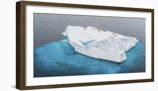 Antarctica, Gentoo, penguins, iceberg-George Theodore-Framed Photographic Print