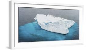 Antarctica, Gentoo, penguins, iceberg-George Theodore-Framed Photographic Print