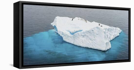 Antarctica, Gentoo, penguins, iceberg-George Theodore-Framed Stretched Canvas