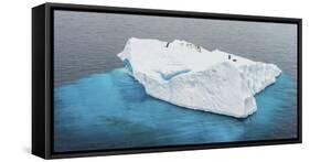 Antarctica, Gentoo, penguins, iceberg-George Theodore-Framed Stretched Canvas