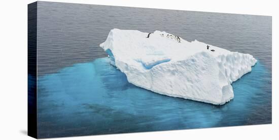 Antarctica, Gentoo, penguins, iceberg-George Theodore-Stretched Canvas