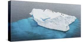 Antarctica, Gentoo, penguins, iceberg-George Theodore-Stretched Canvas
