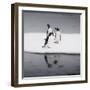 Antarctica. Gentoo Penguins Standing on Sea Ice with Reflection-Janet Muir-Framed Photographic Print