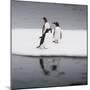 Antarctica. Gentoo Penguins Standing on Sea Ice with Reflection-Janet Muir-Mounted Photographic Print