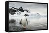 Antarctica, Gentoo Penguins.-Paul Souders-Framed Stretched Canvas