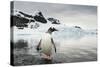 Antarctica, Gentoo Penguins.-Paul Souders-Stretched Canvas