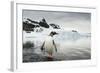 Antarctica, Gentoo Penguins.-Paul Souders-Framed Photographic Print