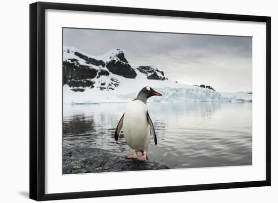Antarctica, Gentoo Penguins.-Paul Souders-Framed Photographic Print