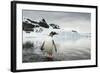 Antarctica, Gentoo Penguins.-Paul Souders-Framed Photographic Print