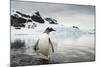 Antarctica, Gentoo Penguins.-Paul Souders-Mounted Photographic Print