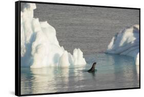 Antarctica. Gerlache Strait. Crabeater Seal and an Iceberg-Inger Hogstrom-Framed Stretched Canvas