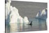 Antarctica. Gerlache Strait. Crabeater Seal and an Iceberg-Inger Hogstrom-Stretched Canvas