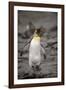 Antarctica, King Penguin, walking-George Theodore-Framed Photographic Print