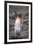 Antarctica, King Penguin, walking-George Theodore-Framed Photographic Print