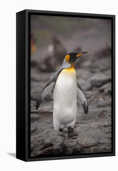 Antarctica, King Penguin, walking-George Theodore-Framed Stretched Canvas