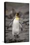 Antarctica, King Penguin, walking-George Theodore-Stretched Canvas