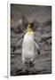 Antarctica, King Penguin, walking-George Theodore-Framed Photographic Print