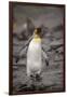 Antarctica, King Penguin, walking-George Theodore-Framed Photographic Print