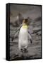 Antarctica, King Penguin, walking-George Theodore-Framed Stretched Canvas