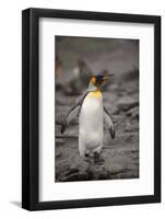 Antarctica, King Penguin, walking-George Theodore-Framed Photographic Print