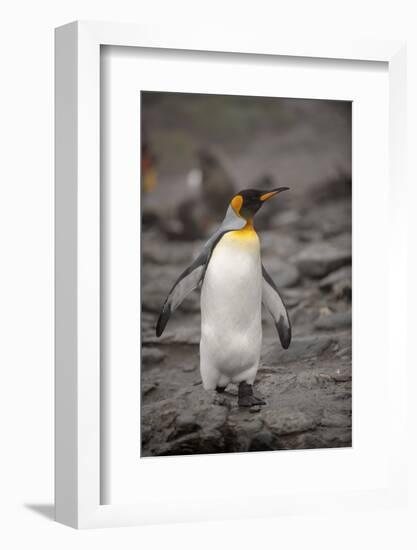 Antarctica, King Penguin, walking-George Theodore-Framed Photographic Print