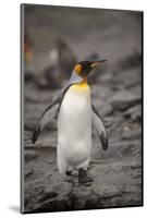 Antarctica, King Penguin, walking-George Theodore-Mounted Photographic Print