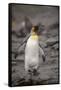 Antarctica, King Penguin, walking-George Theodore-Framed Stretched Canvas