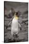 Antarctica, King Penguin, walking-George Theodore-Stretched Canvas