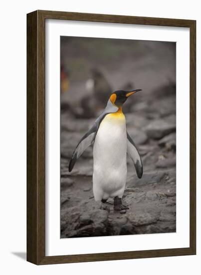 Antarctica, King Penguin, walking-George Theodore-Framed Photographic Print