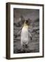 Antarctica, King Penguin, walking-George Theodore-Framed Photographic Print
